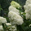 Hydrangea paniculata 'Limelight' - Aedhortensia 'Limelight' C2/2L Hydrangea paniculata 'Limelight' - Aedhortensia 'Limelight' C2/2L